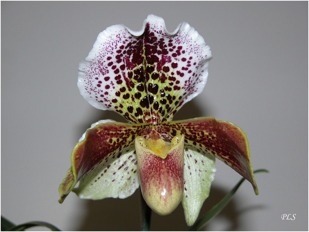Orchidee_(3).jpg