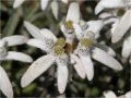 Edelweiss