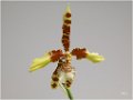 Orchidee_(2)