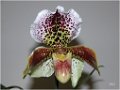 Orchidee_(3)