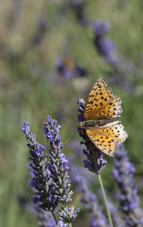 Papillon-IMG_0135.jpg