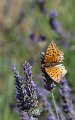 Papillon-IMG_0135